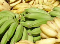 Кредиторы импортера фруктов «Группы Джей Эф си» проголосовали за введение конкурсного производства
