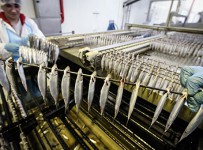Калининградские производители шпрот допустили остановку производства