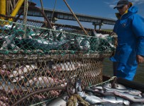 Мурманскому рыбокомбинату не позволили закупать рыбу в обход санкций
