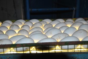 Белгородская «Белая птица» предпочла ростовским бройлерам инкубационные яйца
