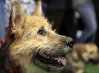 Домашних животных запретят изымать за долги