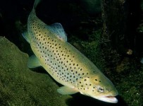 Обанкротившейся из-за массовой гибели рыбы «Жемчужине Оскола» (Белгородская область) дали еще полгода на расчеты с кредиторами