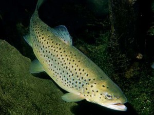 Обанкротившейся из-за массовой гибели рыбы «Жемчужине Оскола» (Белгородская область) дали еще полгода на расчеты с кредиторами