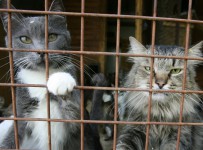 Приставам могут запретить забирать домашних животных за долги
