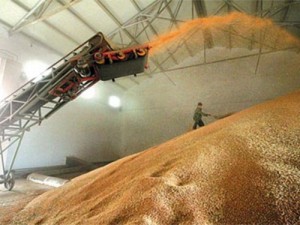 Краснояружская зерновая компания хочет выкупить простаивающий кукурузокалибровочный завод обанкротившегося «Белгород-семена»