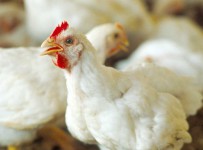 Иск о банкротстве курской структуры «Белой птицы» не мешает планировать развитие птицефабрики на 8,2 млрд рублей
