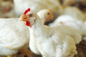 Иск о банкротстве курской структуры «Белой птицы» не мешает планировать развитие птицефабрики на 8,2 млрд рублей