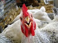 В причинении ущерба банку на 80 млн рублей обвиняется директор птицефабрики