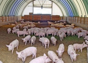 Липецкая компания «Отрада Ген» планирует купить свиноферму обанкротившегося «Юкона»