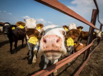 Минсельхоз в 40 раз сократил субсидии молочным фермам