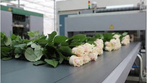 "Российский капитал" подал иск о банкротстве компании "Розовый сад"