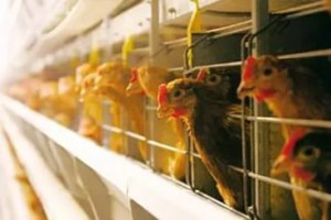 Имущество аффилированной со скандальной «Орловской нивой» птицефабрики выставлено на торги за 166,9 млн рублей