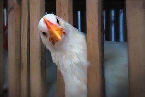 Чувашский бройлер