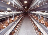 Все птицефабрики холдинга «Кировхлеб» выставили на торги