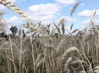 Глава РЗС не исключает банкротств среди аграриев из-за рекордного урожая зерна