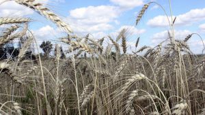 Глава РЗС не исключает банкротств среди аграриев из-за рекордного урожая зерна