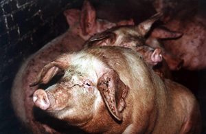Жительница тюменского села съела арестованного приставами поросенка, ей грозит тюрьма