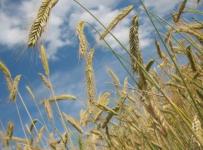 Российская пшеница стала продаваться по цене ниже себестоимости