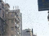 hong kong banknotes tossed from the top of a building