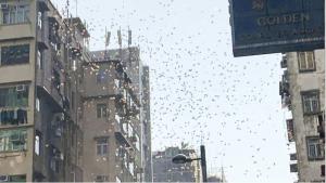 hong kong banknotes tossed from the top of a building