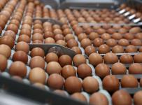 В Петербурге банкротят крупнейшего производителя яиц в России