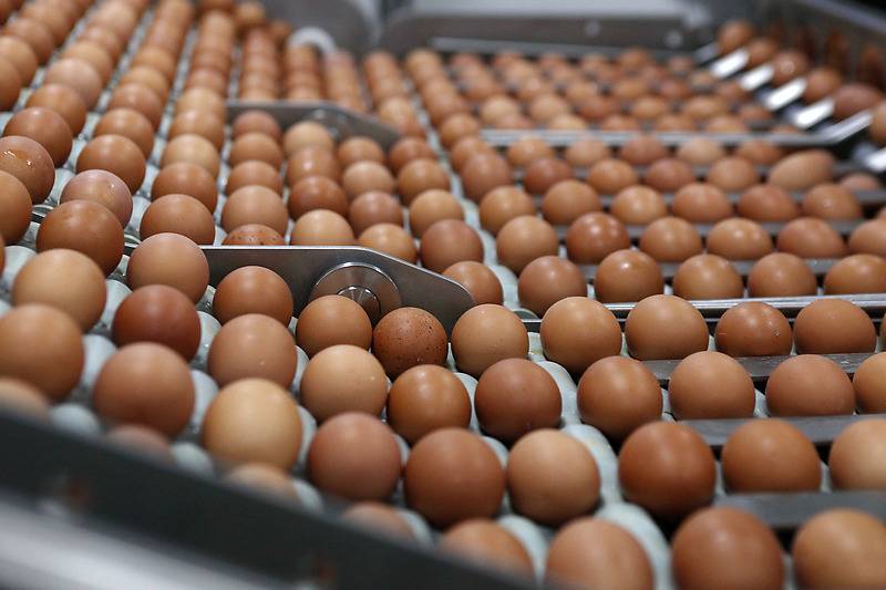 В Петербурге банкротят крупнейшего производителя яиц в России