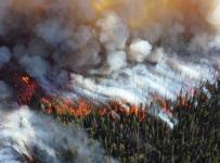 Лесные пожары в Сибири обернутся экологической катастрофой