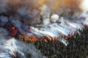 Лесные пожары в Сибири обернутся экологической катастрофой