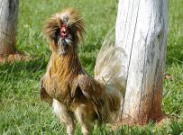 rooster-21150_1920