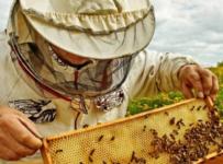 Пчеловод задолжал банкам миллион и подал на банкротство