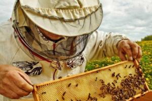 Пчеловод задолжал банкам миллион и подал на банкротство