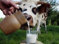 Производители натурального молока продолжают банкротиться