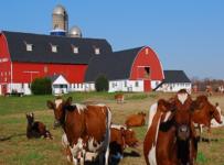 В США в Висконсине закрылось 800 молочных ферм