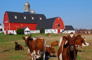 В США в Висконсине закрылось 800 молочных ферм