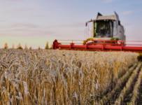 Зерновая сверхдержава. Россия заработала на пшенице больше, чем на оружии