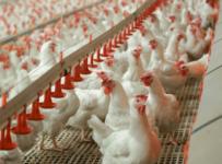 На птичьих правах: как развивается дело птицефабрики «Кавказ»