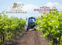 агрофирма юбилейная темрюкский район