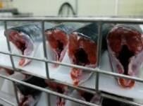 Борис Невзоров: аукционы на квоты и рыбопромысловые участки – прямая угроза развитию рыбной отрасли. КАМЧАТКА-ИНФОРМ.