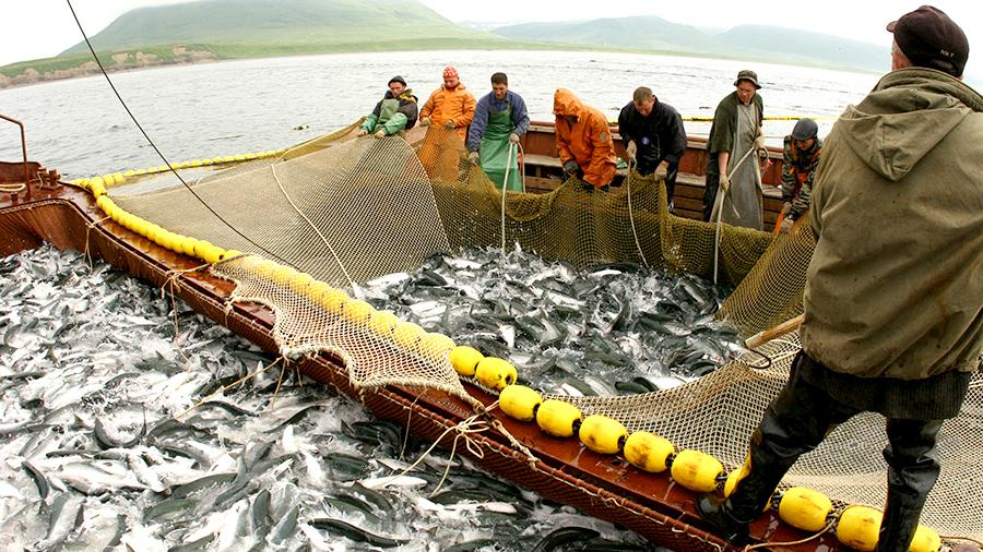 Более 40 рыбодобывающих предприятий Хабаровского края могут обанкротиться