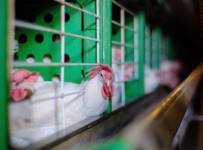 Несушки для Сбербанка: госбанк банкротит Синявинскую птицефабрику