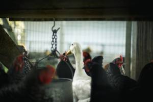 Производители птицы просят господдержки и боятся банкротства