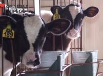 К чему приведет «чипизация» молочной продукции. Забрать у бедных и отдать богатым