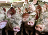 На предприятии в Курской области уничтожили более 60 тысяч свиней из-за африканской чумы