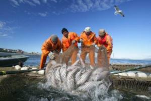 Полный крах: известная в Приморье рыбодобывающая компания стала банкротом
