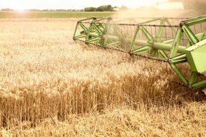 Болгарские производители зерна боятся банкротства